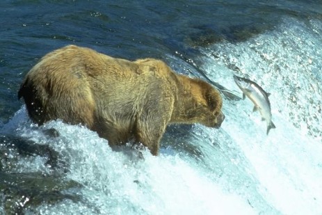 Brooks Falls - Katmai Nationalpark - Alaska