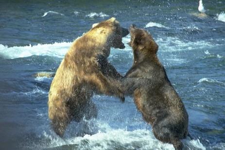 Brooks Falls - Katmai Nationalpark - Alaska