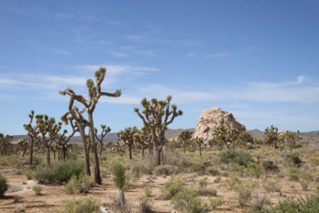 Joshua Tree Nationalpark