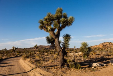 Joshua Tree Nationalpark