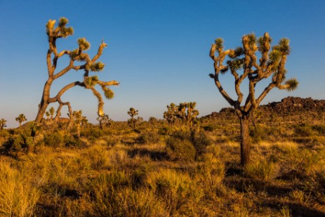 Joshua Tree Nationalpark