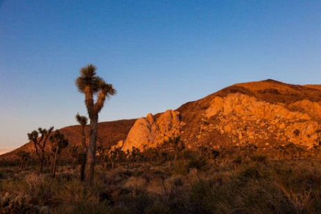 Joshua Tree Nationalpark