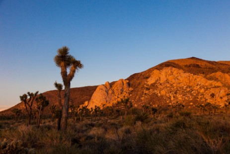 Joshua Tree Nationalpark