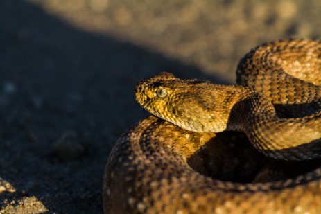 Rattlesnake