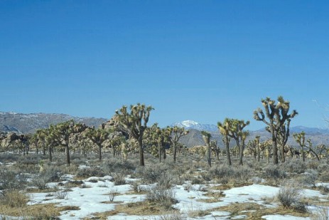 Joshua Tree Wald im Joshua Tree Nationalpark