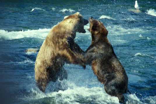 Kämpfende Grizzlies an Brooks Falls im Katmai Nationalpark