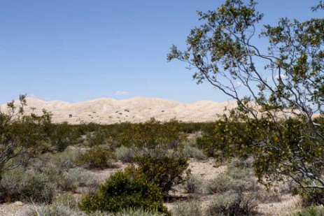 Dünen im Mojawe National Monument Kalifornien