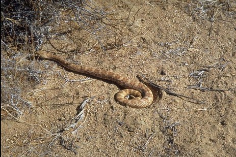 Rattlesnake