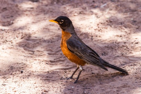 Vogel am Campingplatz