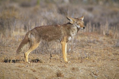 Coyote