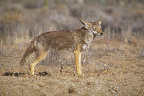 Coyote