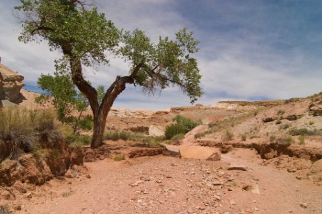 Little Wild Horse Canyon