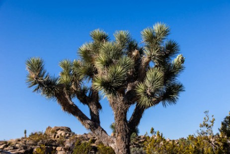 Joshua Tree