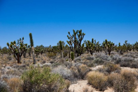 Joshua Tree Wald