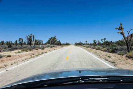 Joshua Tree Wald