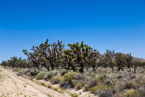 Joshua Tree Wald