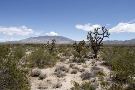 Joshua Tree Wald