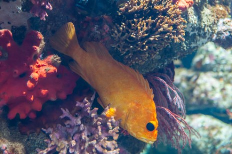 Monterey Aquarium