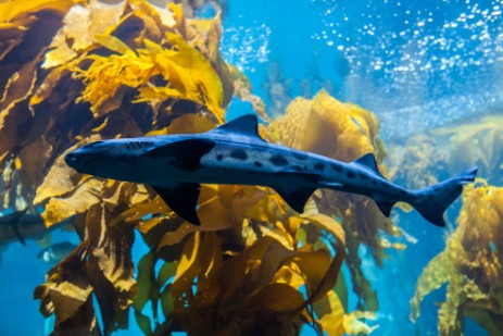 Monterey Aquarium