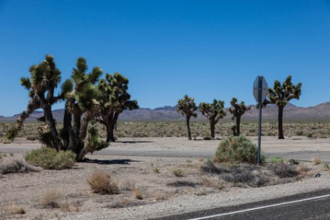 Joshua Trees