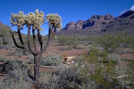 Organ Pipe Cactus National Monument