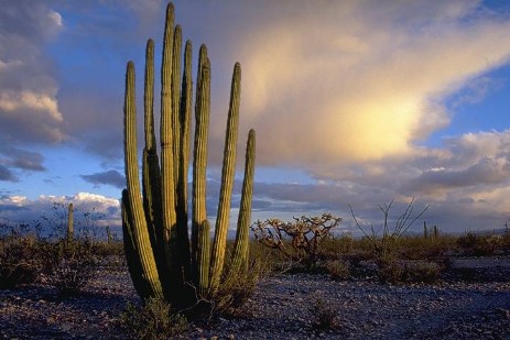 Organ Pipe Cactus National Monument