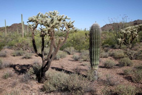 Organ Pipe Cactus National Monument