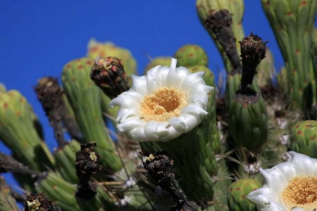 Organ Pipe Cactus National Monument