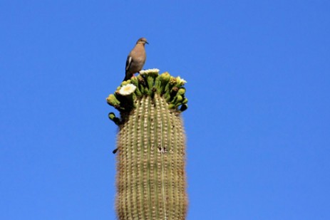 Organ Pipe Cactus National Monument