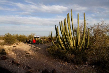 Organ Pipe Cactus National Monument