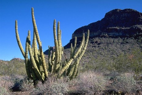 Organ Pipe Cactus National Monument