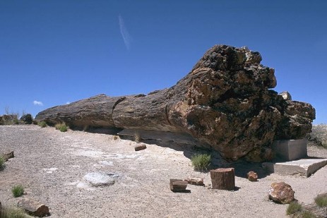 Petrified Log