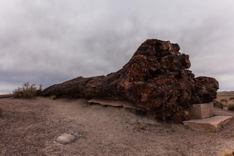 Giant Logs