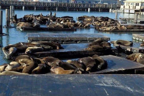 Seelöwen am Pier 39 in San Francisco