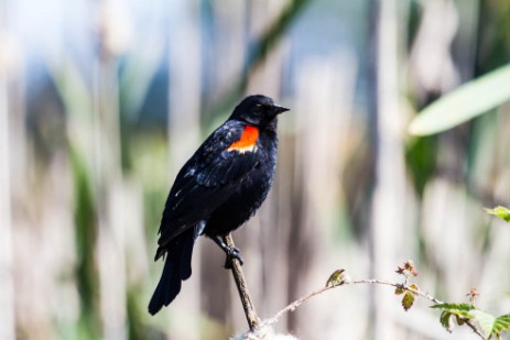 Vogel bei Point Reyes