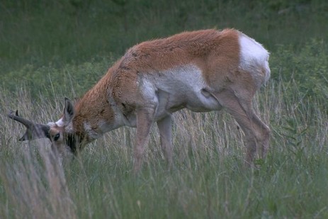 Pronghorn