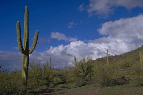 Saguaros