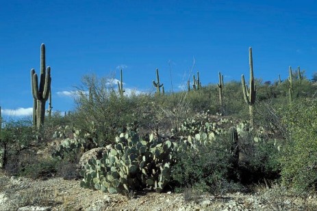 Saguaro Nationalpark