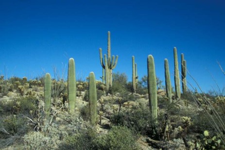 Saguaro Nationalpark