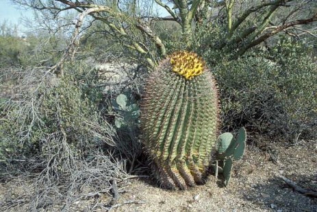 Saguaro Nationalpark