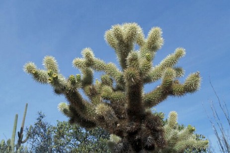 Saguaro Nationalpark