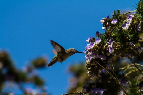 Kolibri im Golden Gate Park