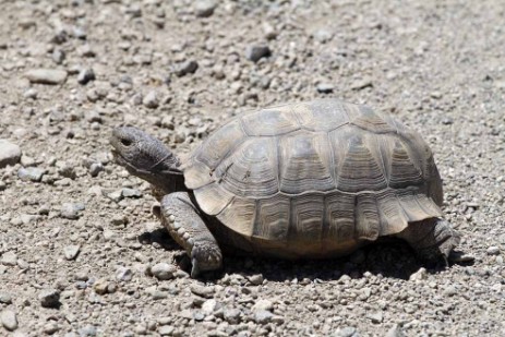 Wüstenschildkröte