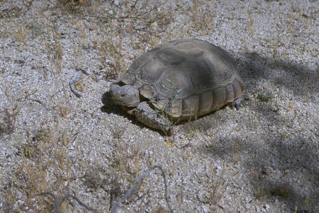 Wüstenschildkröte