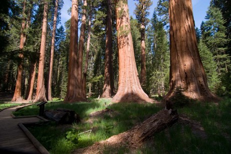 Sequioa Nationalpark