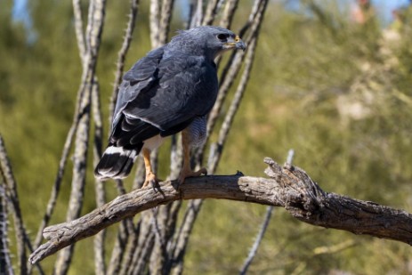 Falke im Sonora Dessert Museum