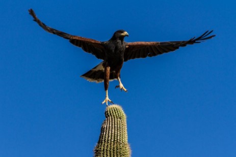 Falke im Sonora Dessert Museum