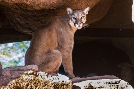 Puma im Sonora Dessert Museum