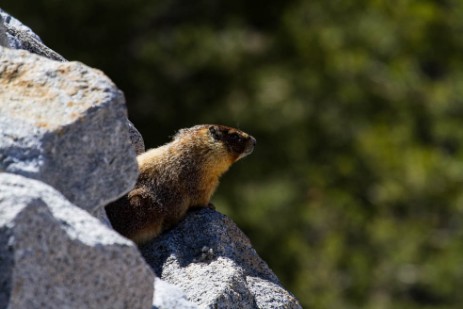 Tioga Road