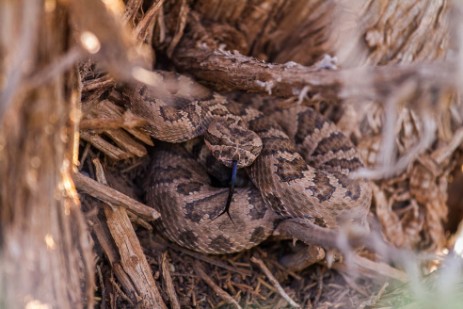 Rattlesnake